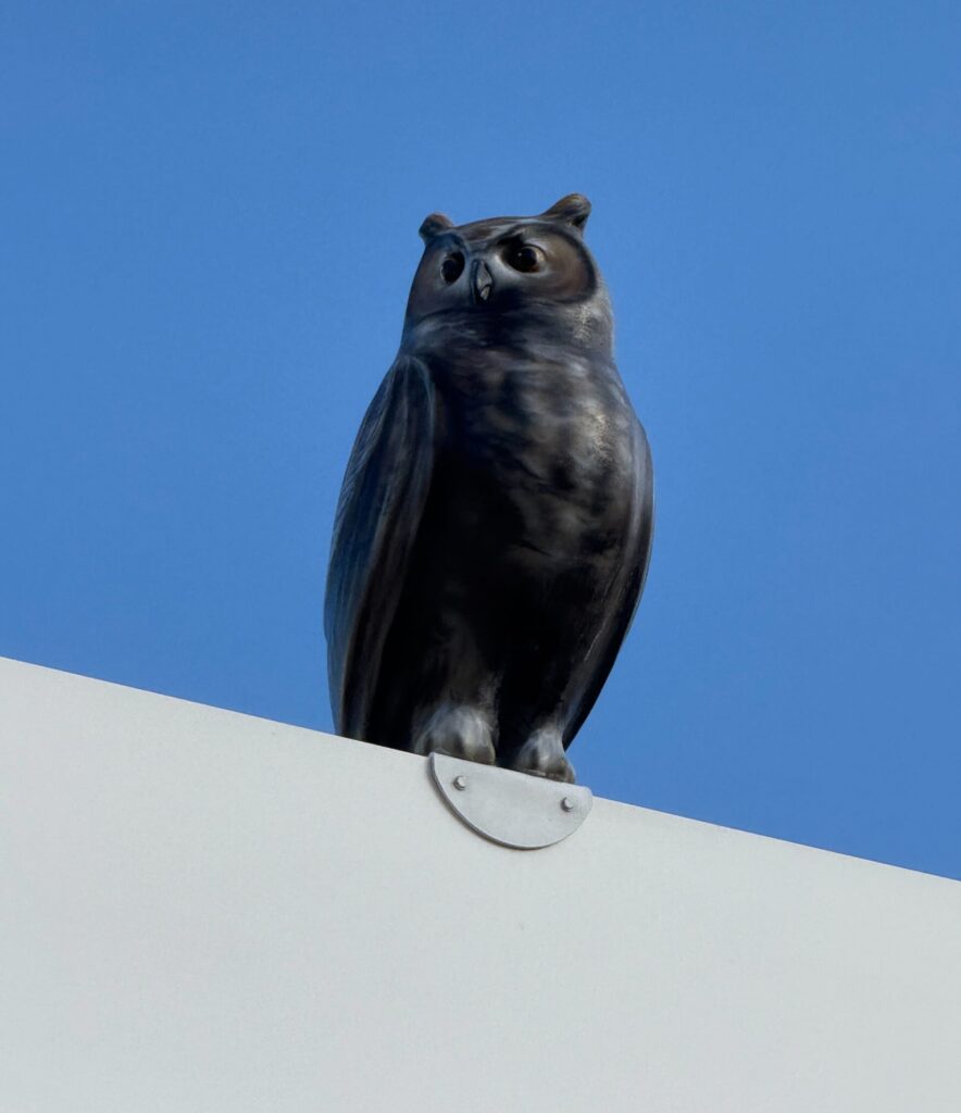 owl statue o daymin park