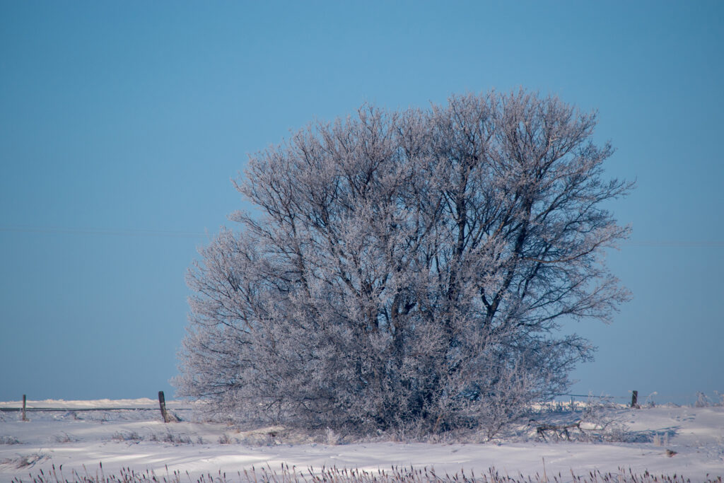 10 things to do in Calgary this week (Dec. 15-19)