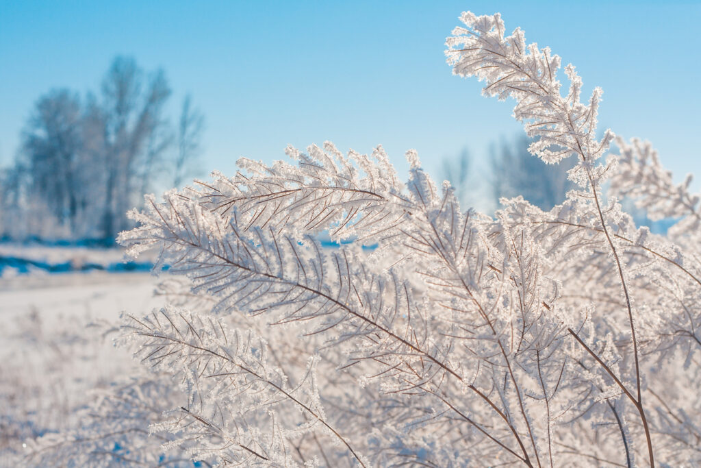 Glittering hoarfrost is turning Calgary into a winter wonderland Glittering hoarfrost is turning Calgary into a winter wonderland