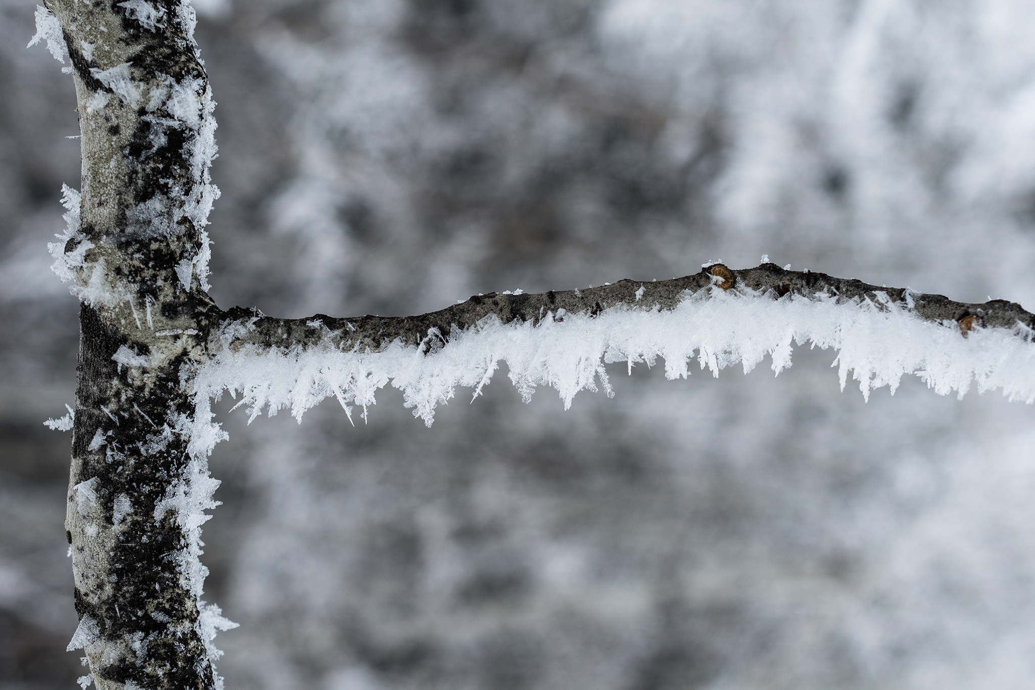 curiocity calgary hoarfrost close up detail