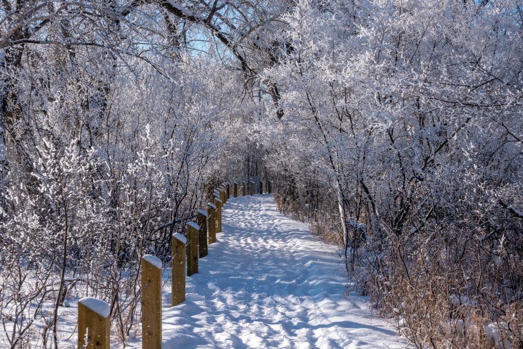 Find peace and tranquility at one of these Calgary forests