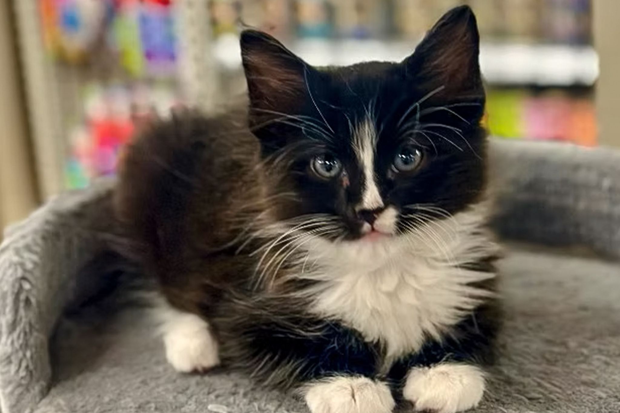curiocity calgary foster kitten