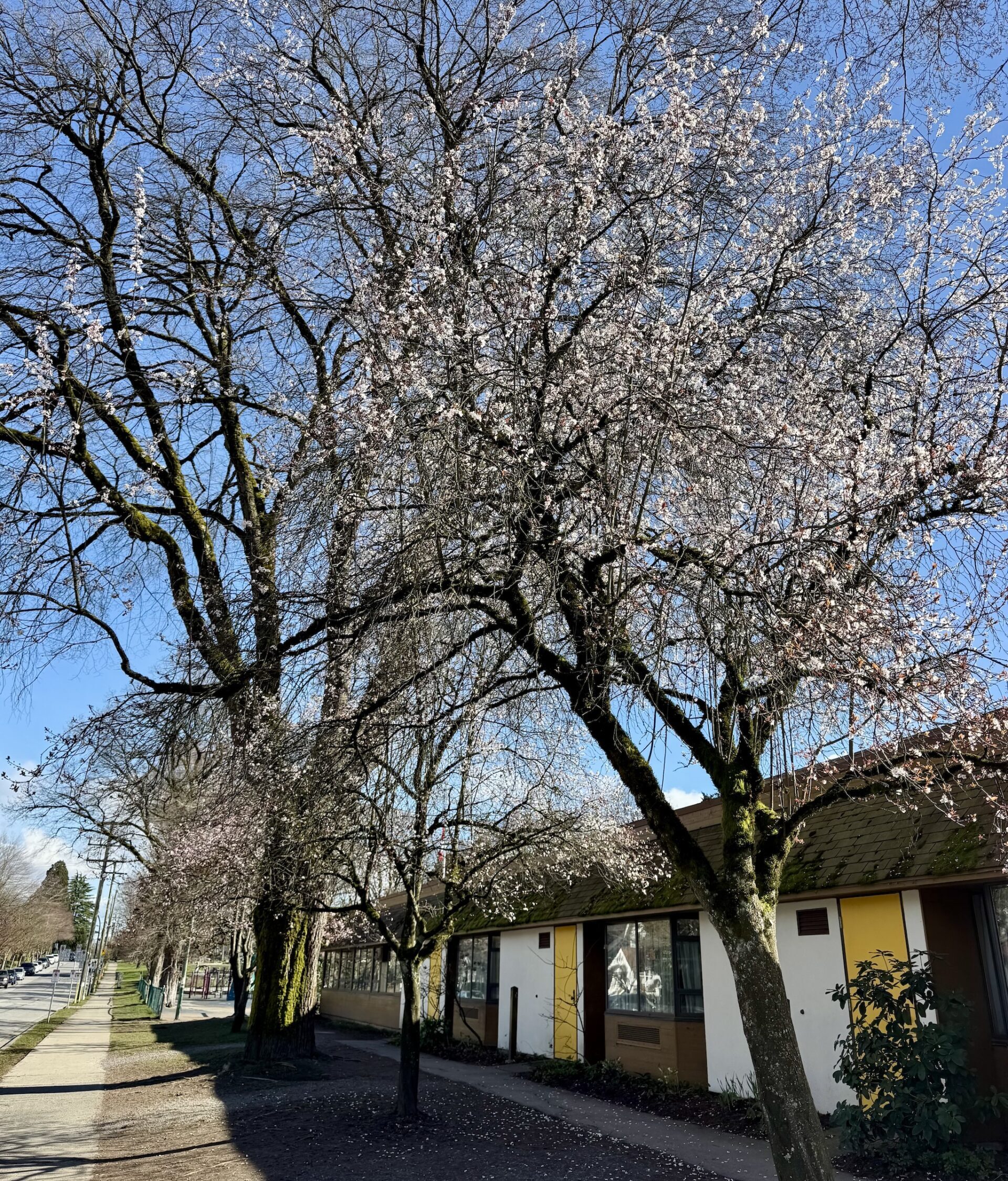 cherry blossoms vancouver