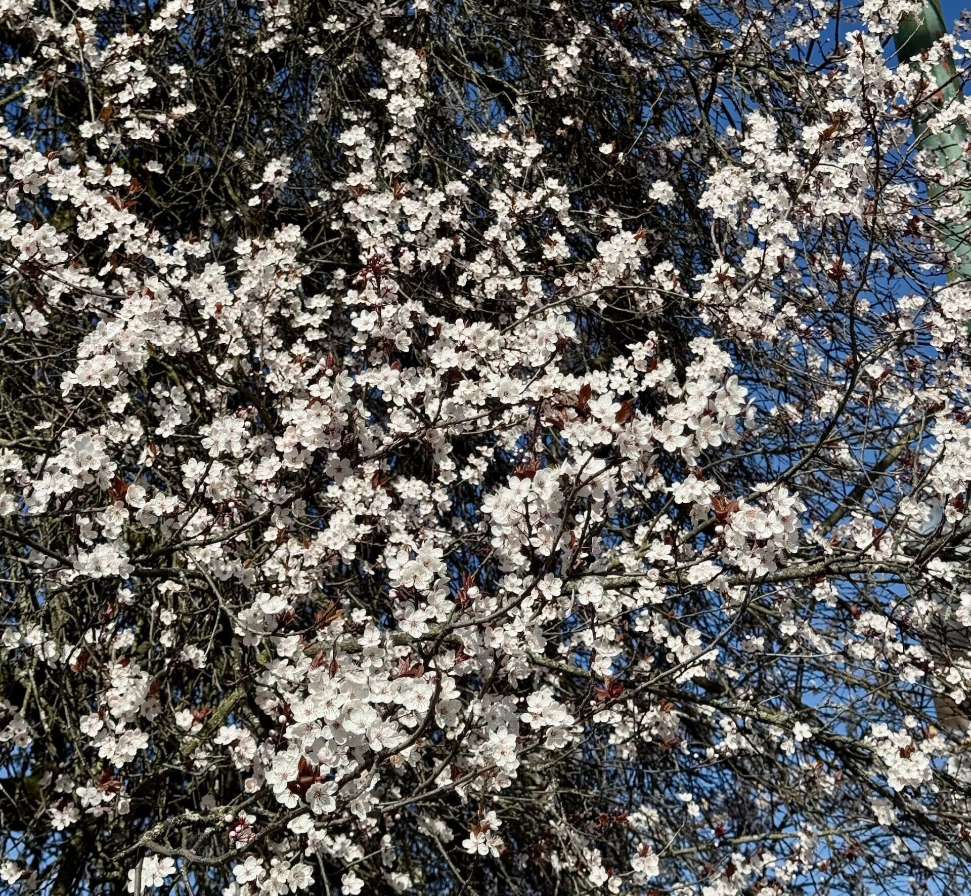cherry blossoms vancouver