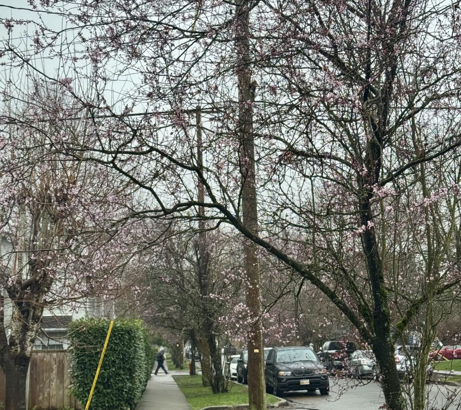 cherry blossoms vancouver