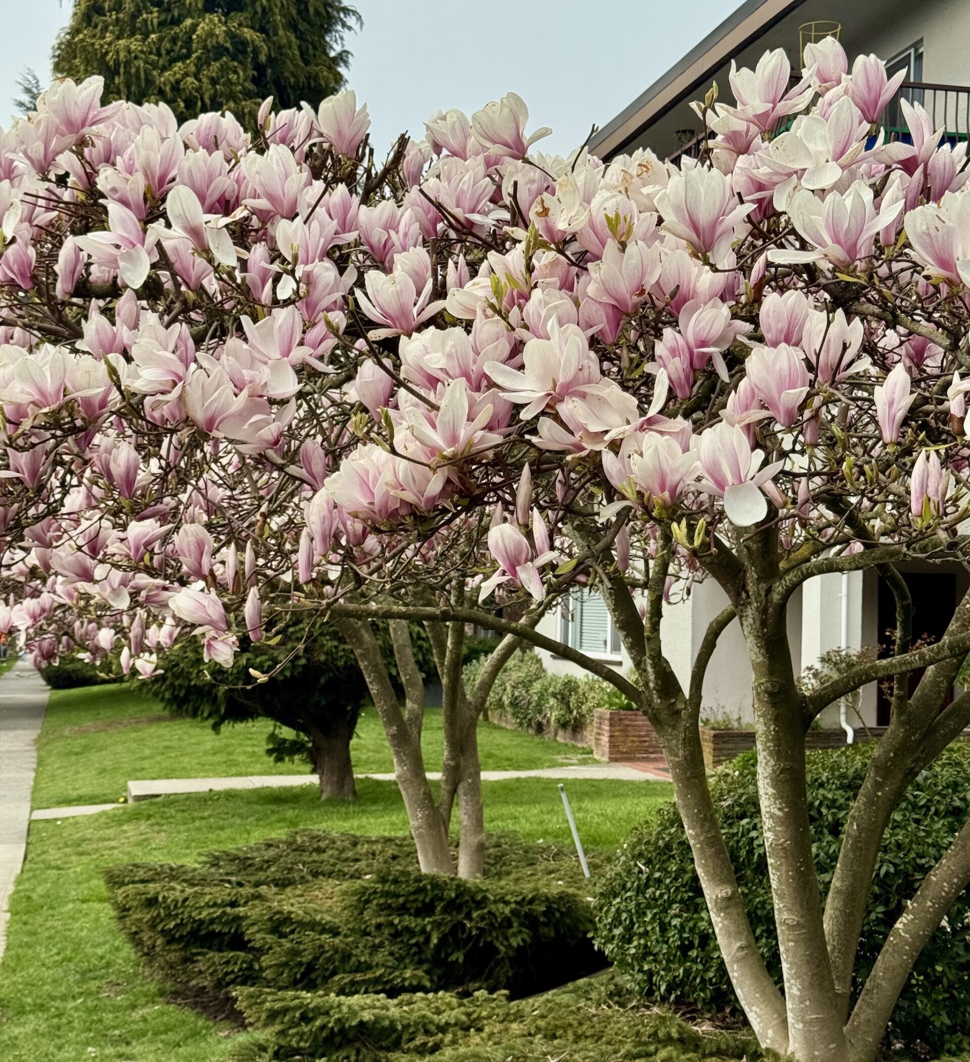 magnolia vancouver