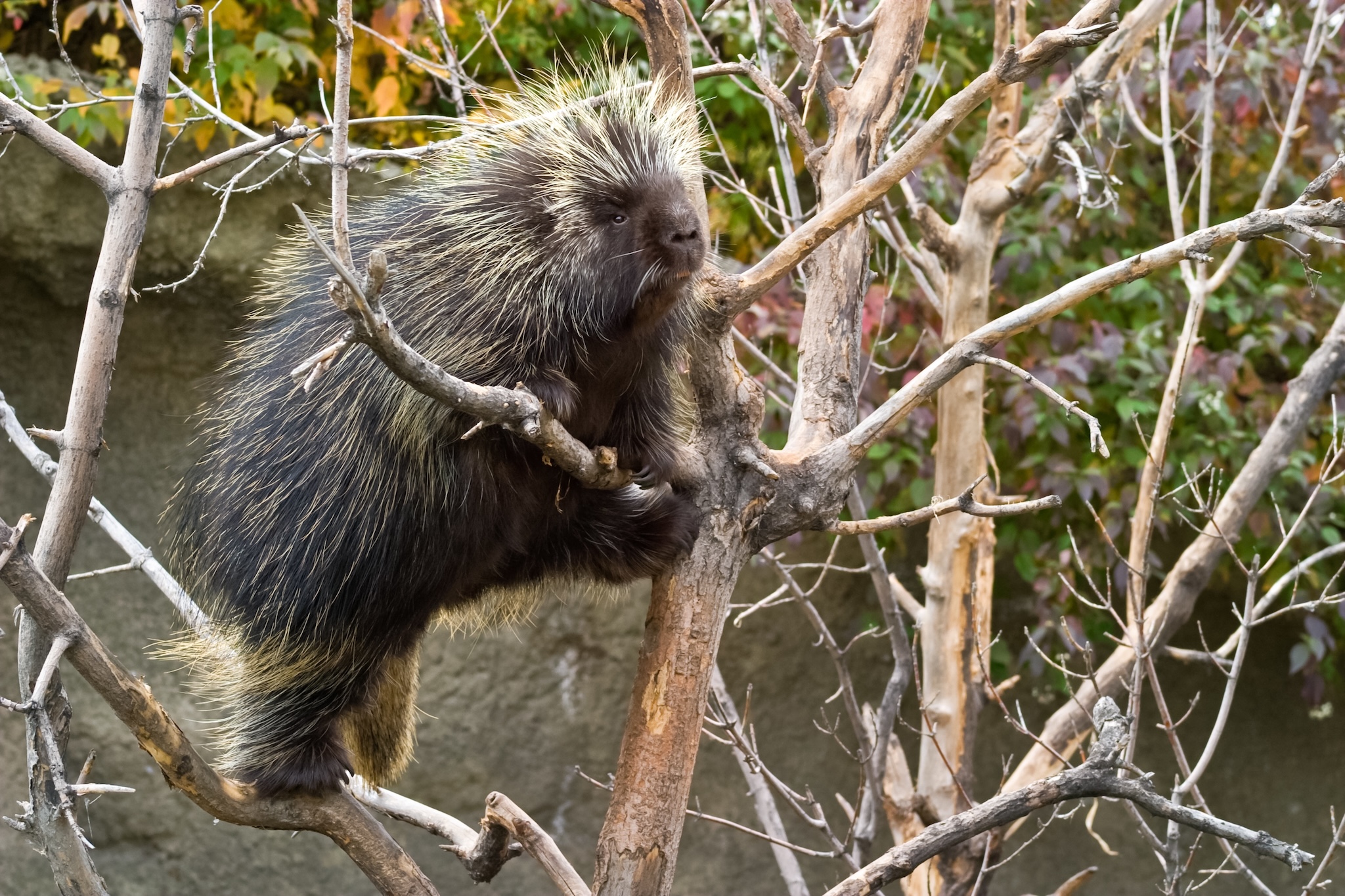 A porcupine climbing in a tree at the Calgary Zoo