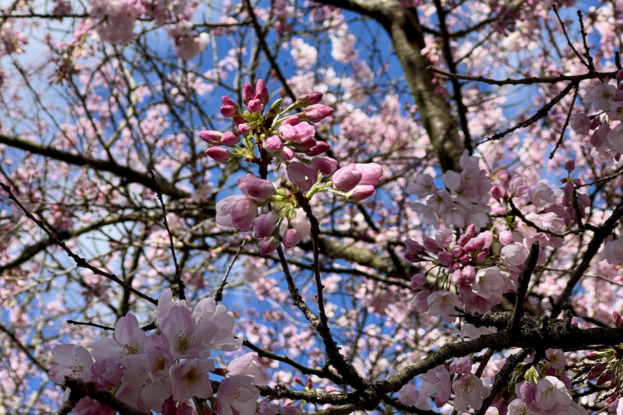 easter long weekend weather forecast vancouver cherry blossoms