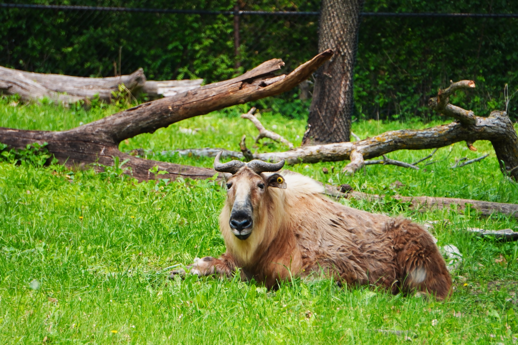 A Sichuan takin animal sitting on the grass in the forest with sunlight.