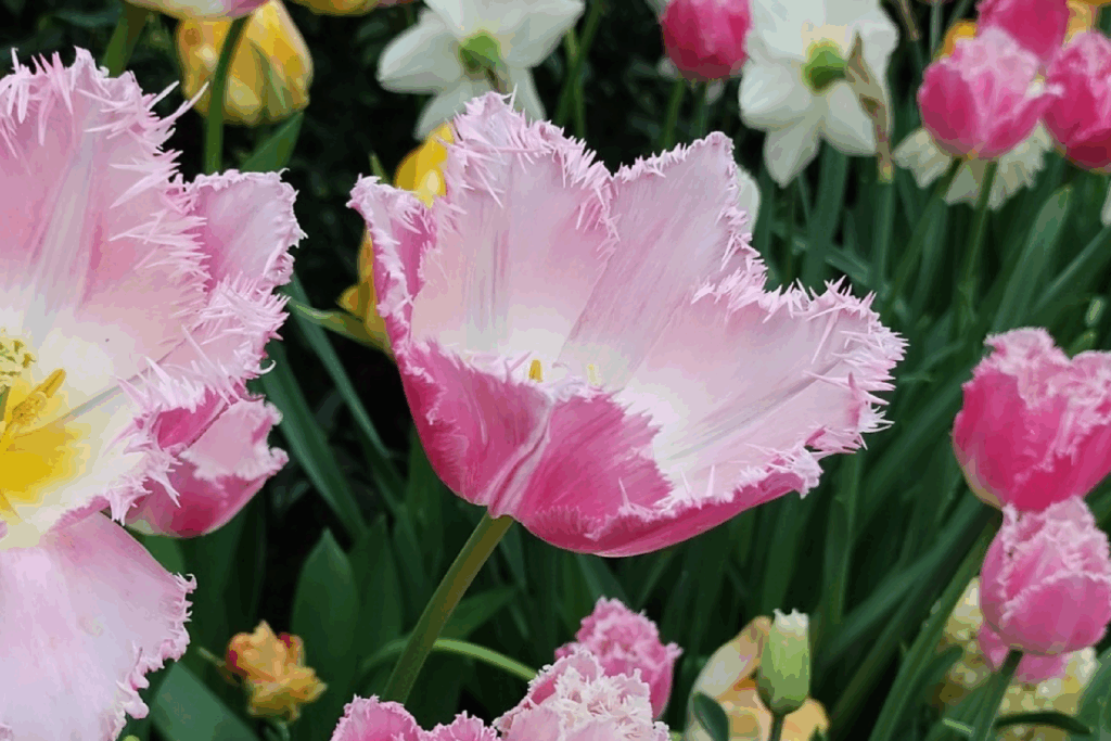 The Muttart Conservatory in Edmonton is holding its annual plant sale very soon The Muttart Conservatory in Edmonton is holding its annual plant sale very soon