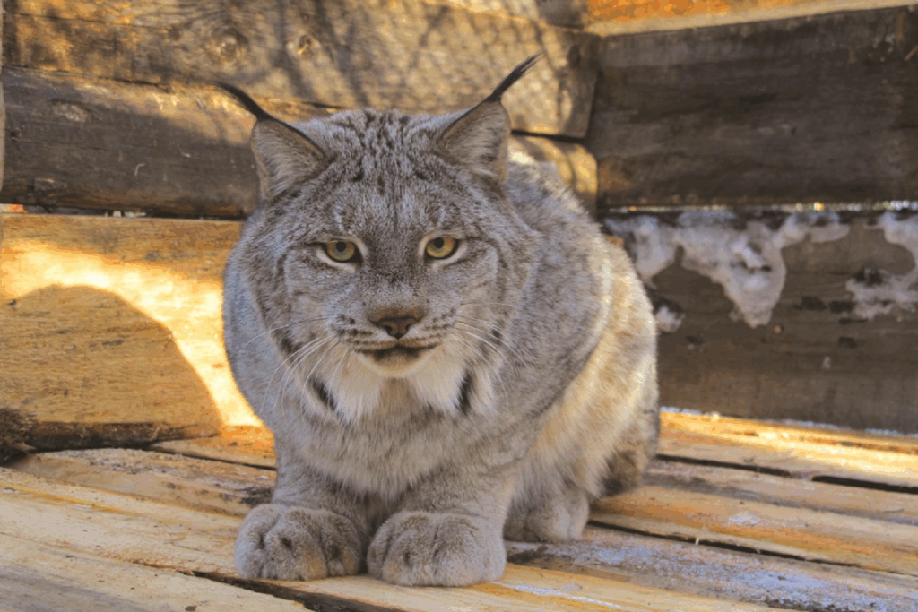 This evening event at the Edmonton Valley Zoo is perfect for beer and animal lovers alike This evening event at the Edmonton Valley Zoo is perfect for beer and animal lovers alike