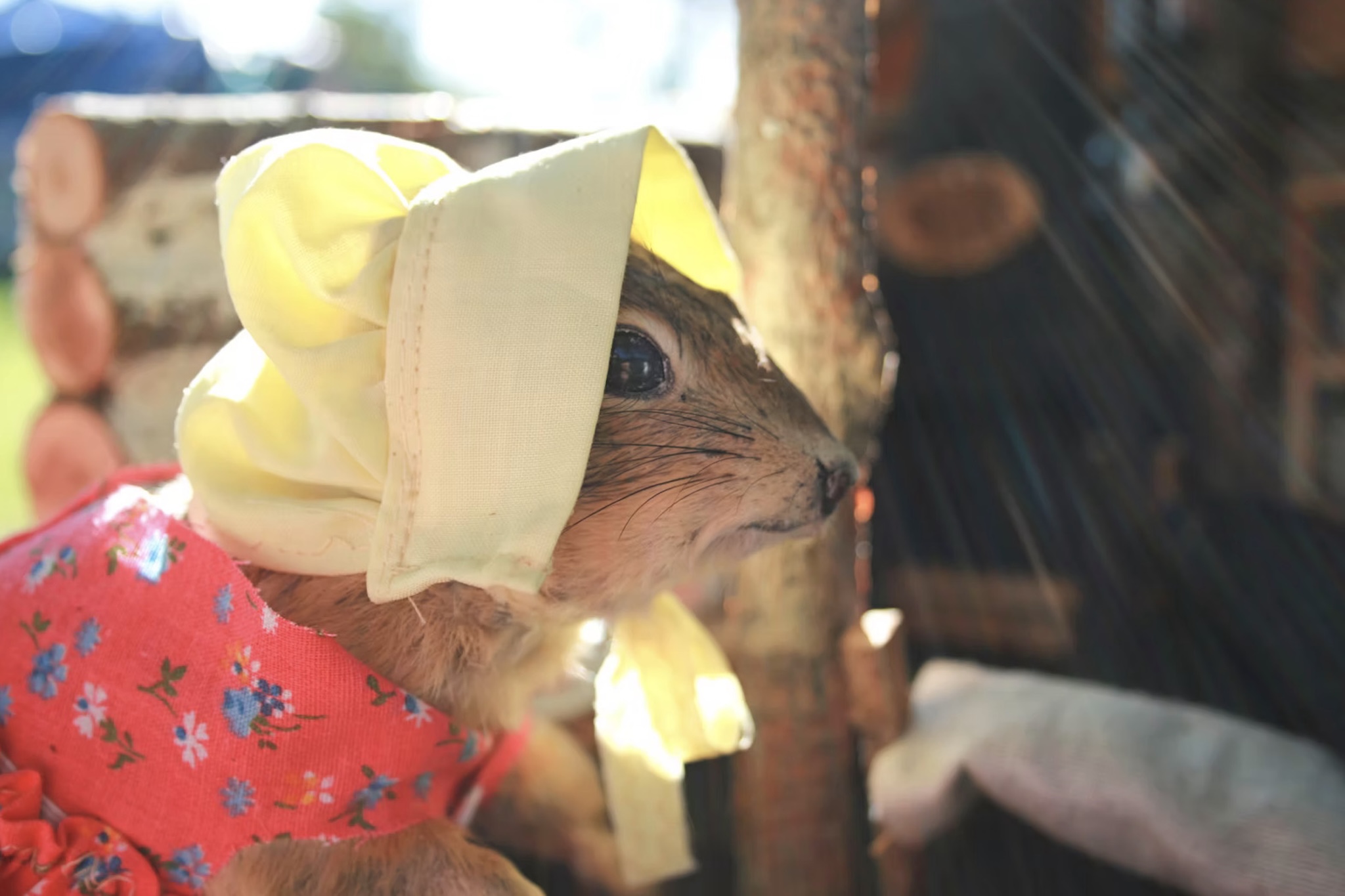 Gopher dressed up at World Famous Gopher Hole Museum, Torrington, Alta.