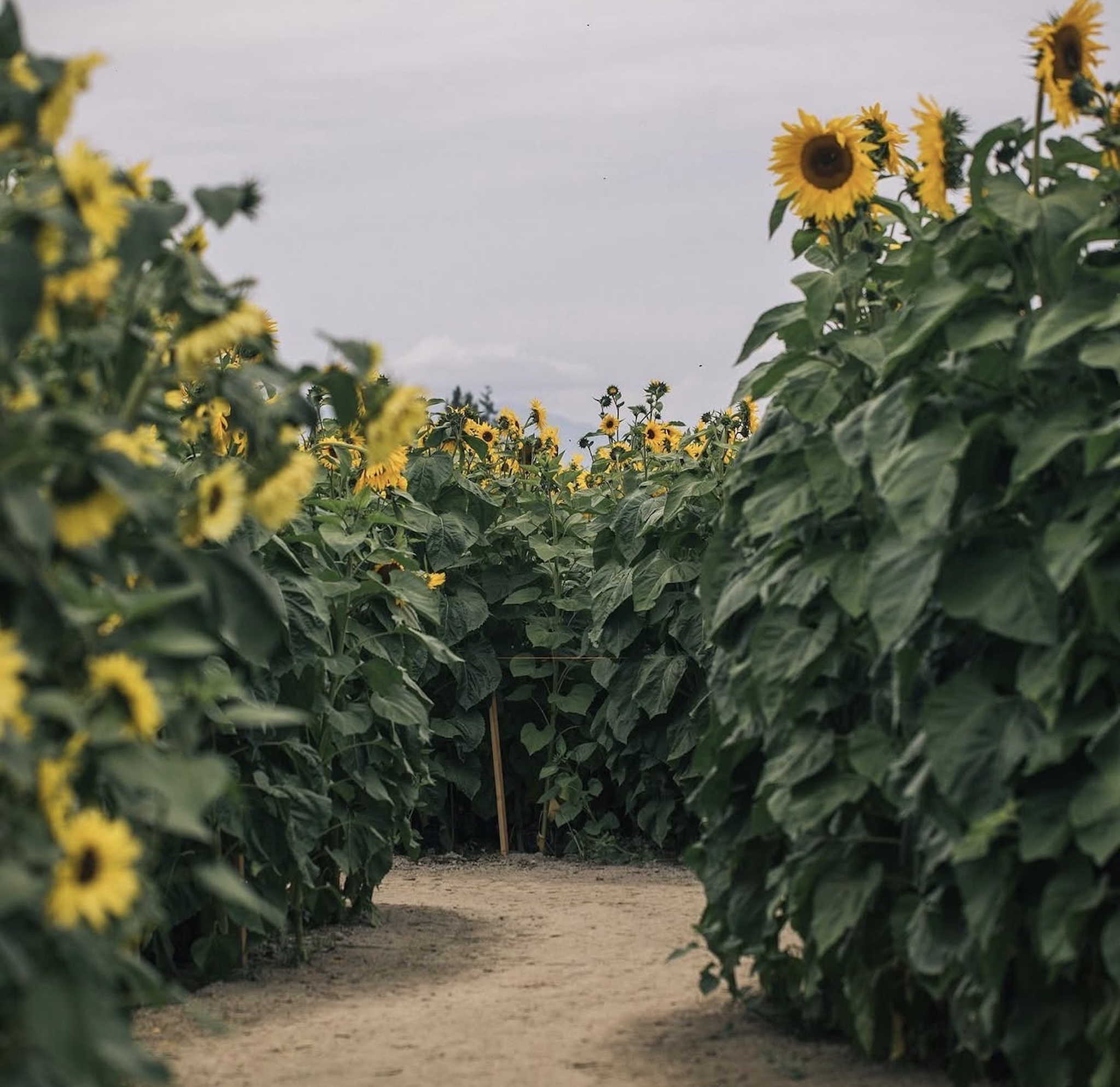 sunflower festival