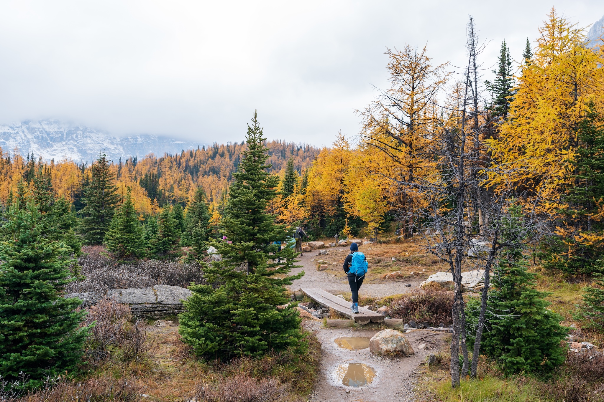 Tourists hiking in Larch Valley. Banff National Park, Canadian Rockies, Alberta, Canada. Golden yellow larch forest in Fall season. Valley of the Ten Peaks in the background.