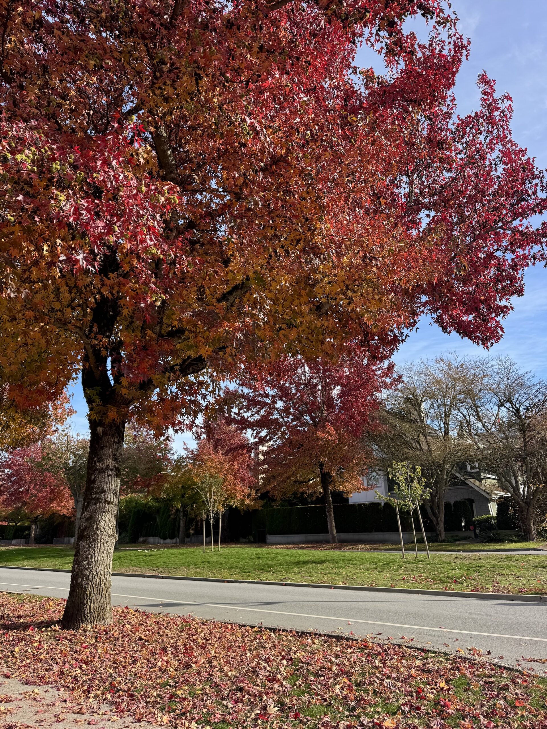 fall colours vancouver